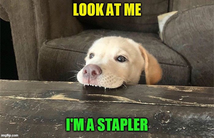 A giveuahint and DashHopes collaboration. |  LOOK AT ME; I'M A STAPLER | image tagged in memes,dogs,stapler,dog,giveuahint,dashhopes | made w/ Imgflip meme maker