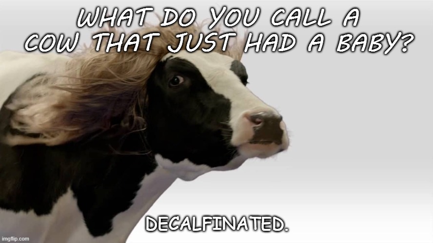 Daily Bad Dad Joke Monday September 14 2020 | WHAT DO YOU CALL A COW THAT JUST HAD A BABY? DECALFINATED. | image tagged in fabio cow | made w/ Imgflip meme maker