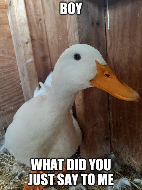 Duck you | BOY; WHAT DID YOU JUST SAY TO ME | image tagged in mad | made w/ Imgflip meme maker