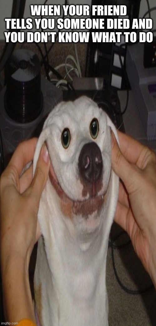 Doggo Pooch | WHEN YOUR FRIEND TELLS YOU SOMEONE DIED AND YOU DON'T KNOW WHAT TO DO | image tagged in doge,dog | made w/ Imgflip meme maker