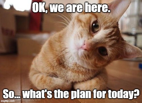 Curious Question Cat | OK, we are here. So... what's the plan for today? | image tagged in curious question cat | made w/ Imgflip meme maker