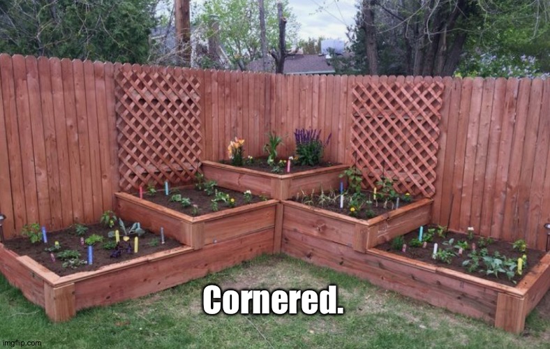 Cornered. | made w/ Imgflip meme maker