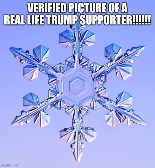 Special snowflake | VERIFIED PICTURE OF A REAL LIFE TRUMP SUPPORTER!!!!!! | image tagged in special snowflake,trump | made w/ Imgflip meme maker