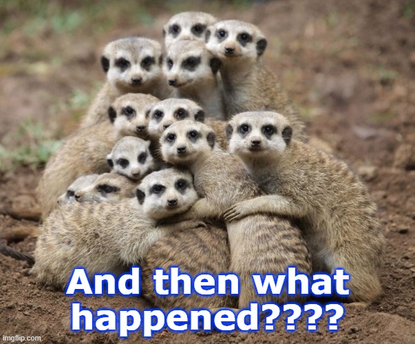 Meerkat Monday | And then what happened???? | image tagged in meerkat monday | made w/ Imgflip meme maker