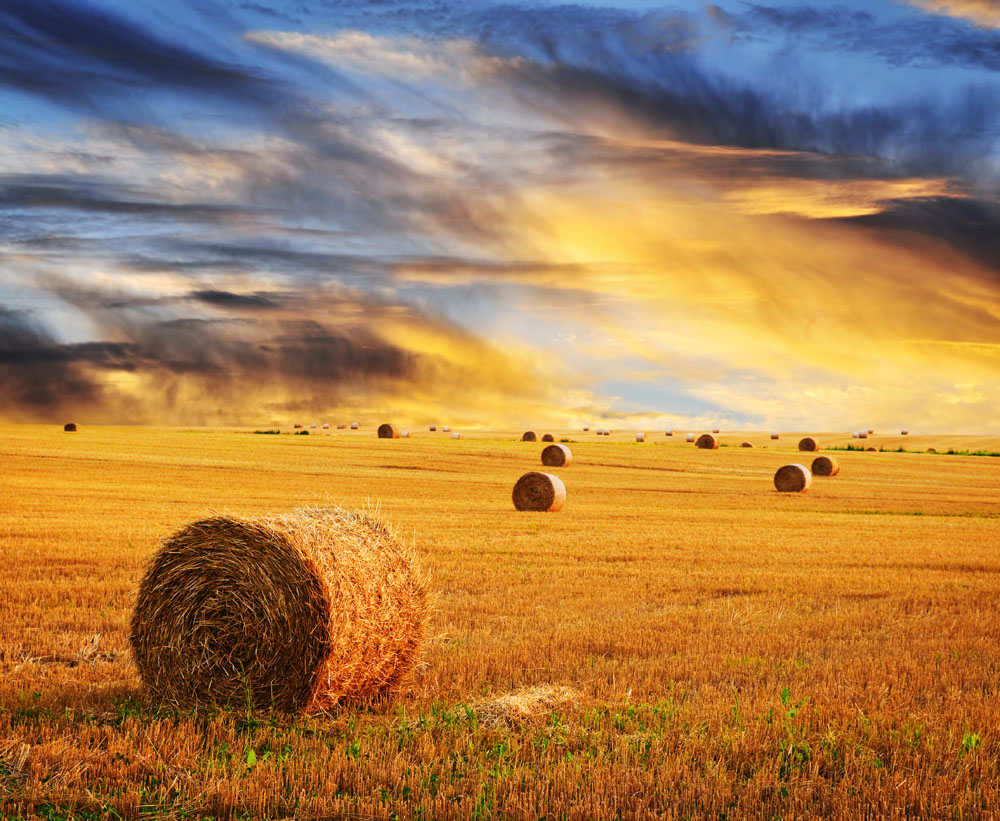 Alberta prairie Blank Meme Template