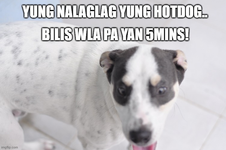 Wala pang 5minutes | YUNG NALAGLAG YUNG HOTDOG.. BILIS WLA PA YAN 5MINS! | image tagged in funny,funny dogs | made w/ Imgflip meme maker
