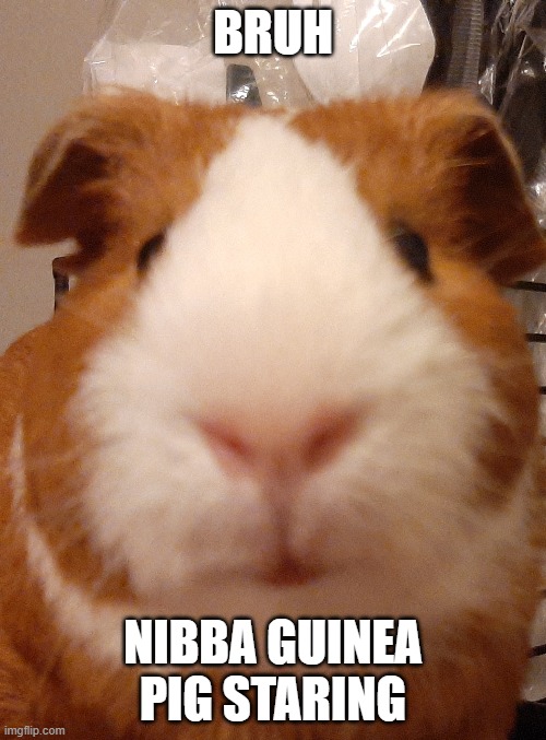Nibba guinea pig | BRUH; NIBBA GUINEA PIG STARING | image tagged in guinea pig | made w/ Imgflip meme maker
