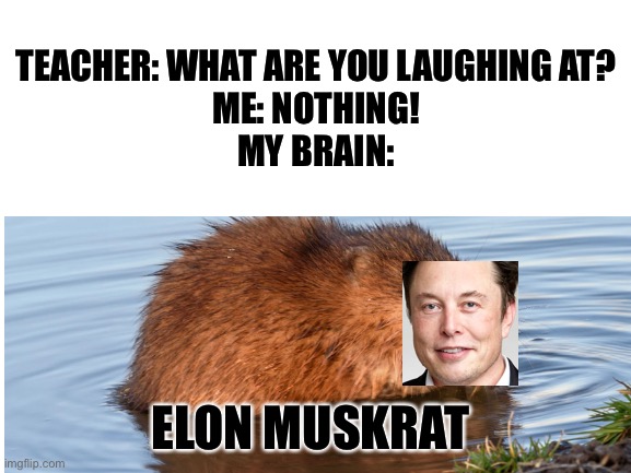 Lol why brain? | TEACHER: WHAT ARE YOU LAUGHING AT?
ME: NOTHING!
MY BRAIN:; ELON MUSKRAT | image tagged in idk | made w/ Imgflip meme maker