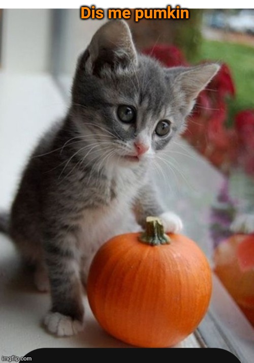 Dis pumkin | Dis me pumkin | image tagged in cute kitten | made w/ Imgflip meme maker