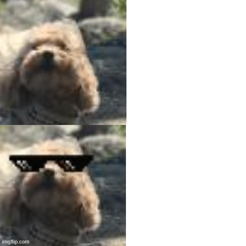 Drake meme but dog | image tagged in drake meme 3 panels,dogs | made w/ Imgflip meme maker