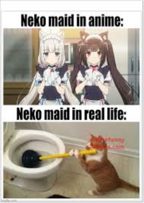 Update 62 cat anime opening meme super hot  incdgdbentre