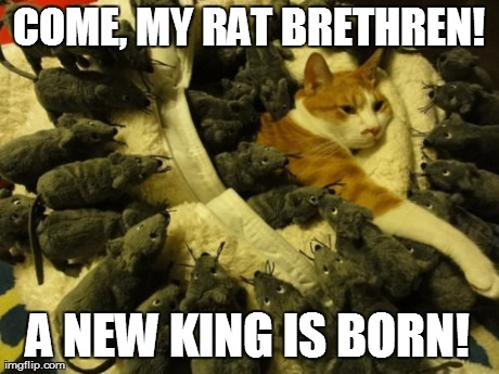 A new king is born | image tagged in funny,cats,animals | made w/ Imgflip meme maker