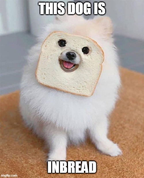 MAYBE THATS JUST A MASK | THIS DOG IS; INBREAD | image tagged in dogs,dog,cute dog | made w/ Imgflip meme maker
