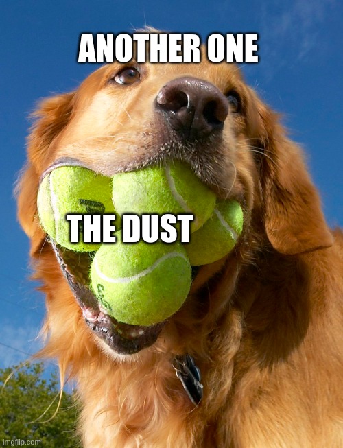 ha ha ha | ANOTHER ONE; THE DUST | image tagged in another one bites the dust,dogs | made w/ Imgflip meme maker