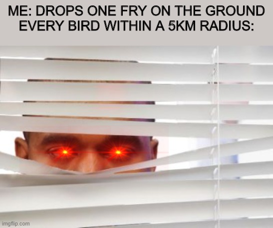 True | ME: DROPS ONE FRY ON THE GROUND
EVERY BIRD WITHIN A 5KM RADIUS: | image tagged in lookingthrublinds | made w/ Imgflip meme maker