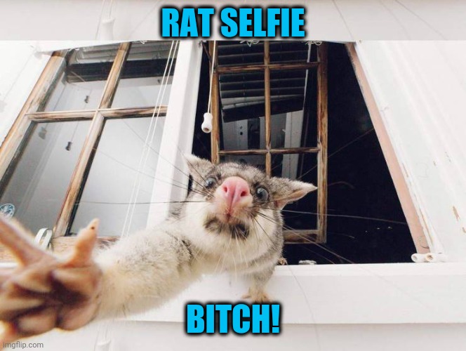 Check out his IG, Snap, Kik, and Twitter | RAT SELFIE; BITCH! | image tagged in social,media,rat | made w/ Imgflip meme maker