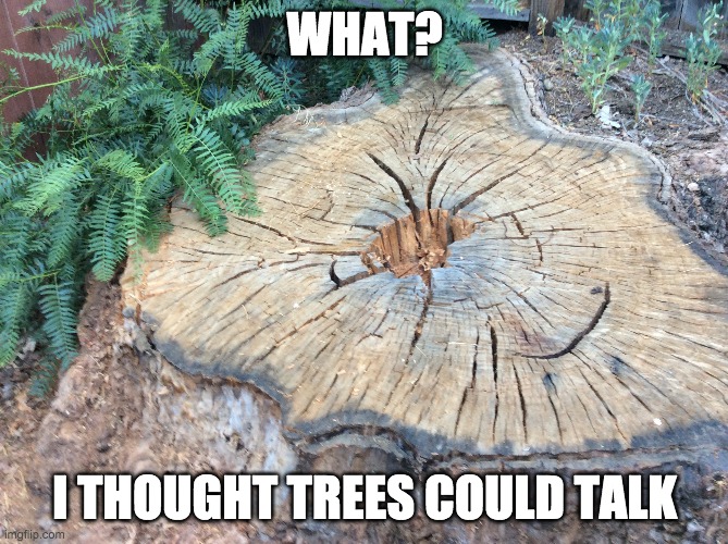 Stumped | WHAT? I THOUGHT TREES COULD TALK | image tagged in trees | made w/ Imgflip meme maker