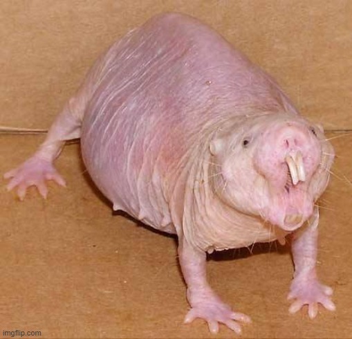 naked mole rat | image tagged in naked mole rat | made w/ Imgflip meme maker