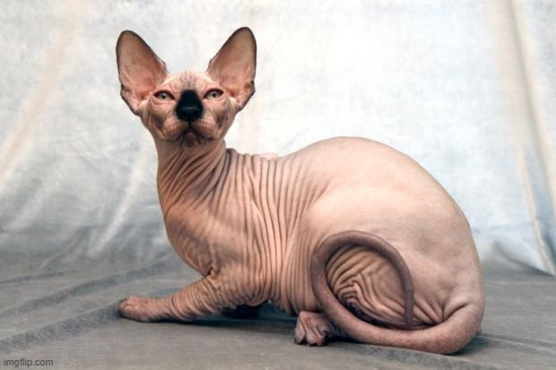 Hairless cat | image tagged in hairless cat | made w/ Imgflip meme maker