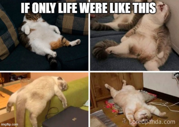 Sleepy cats | image tagged in funny cats,cats,sleepy,life,real life | made w/ Imgflip meme maker