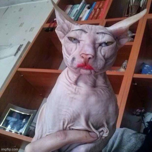 Hairless Cat Wearing Makeup | image tagged in hairless cat wearing makeup | made w/ Imgflip meme maker