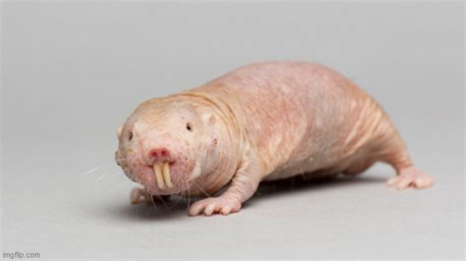 NAKED MOLE RATS WILL TAKE OVER THE STREAM | image tagged in spread the naked mole rat love,spam the stream with the lil cutie bois | made w/ Imgflip meme maker