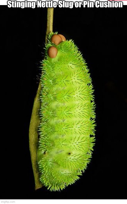 Stinging Nettle Slug or Pin Cushion | made w/ Imgflip meme maker