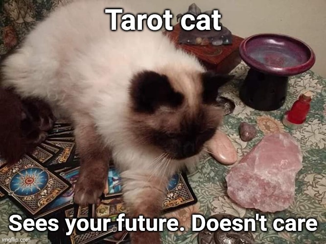 Tarot cat | Tarot cat; Sees your future. Doesn't care | image tagged in lolcats | made w/ Imgflip meme maker