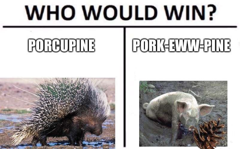 It ends in a showdown | PORCUPINE; PORK-EWW-PINE | image tagged in memes,who would win,funny,porcupine,pig,mud | made w/ Imgflip meme maker