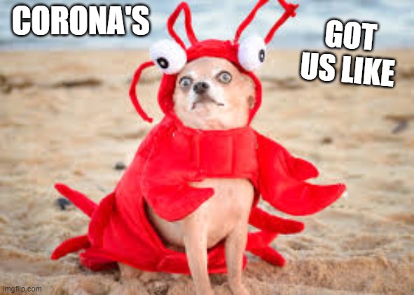 Corona's got us like | GOT US LIKE; CORONA'S | image tagged in covid-19 | made w/ Imgflip meme maker