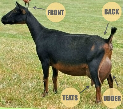 goat explanation Blank Meme Template