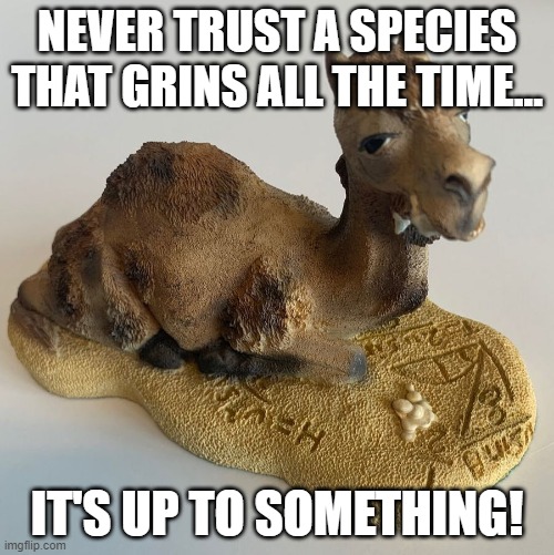 Discworld Camels | NEVER TRUST A SPECIES THAT GRINS ALL THE TIME... IT'S UP TO SOMETHING! | image tagged in discworld,camel,pyramids | made w/ Imgflip meme maker