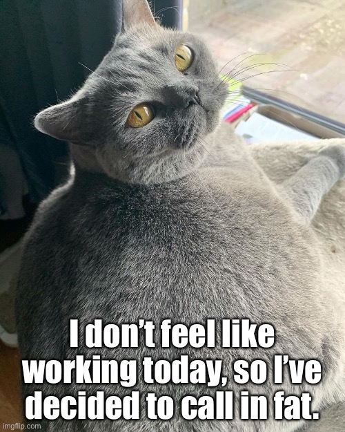 I’m Taking a Fat Day | I don’t feel like working today, so I’ve decided to call in fat. | image tagged in funny memes,funny cat memes,memes 2020 | made w/ Imgflip meme maker