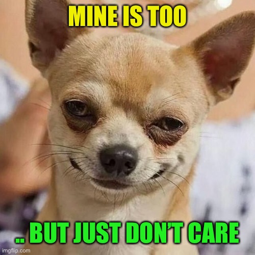 Smirking Dog | MINE IS TOO .. BUT JUST DON’T CARE | image tagged in smirking dog | made w/ Imgflip meme maker
