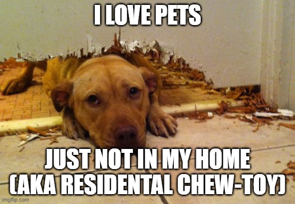 Pets | I LOVE PETS; JUST NOT IN MY HOME (AKA RESIDENTAL CHEW-TOY) | image tagged in dogs | made w/ Imgflip meme maker