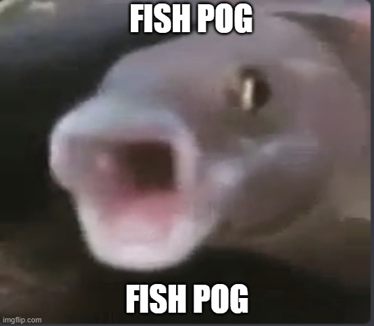 FISH POG XD | FISH POG; FISH POG | image tagged in fish,lol so funny,xd | made w/ Imgflip meme maker
