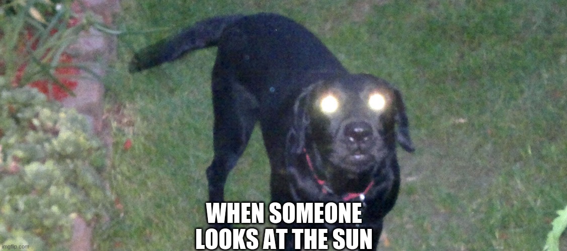 The gods have finally blinded me | WHEN SOMEONE LOOKS AT THE SUN | image tagged in eyes,dog,fun,meme | made w/ Imgflip meme maker