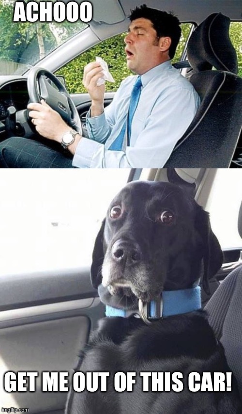 Dog owner sneezes | ACHOOO; GET ME OUT OF THIS CAR! | image tagged in black lab wide eyed dog,sneezing in a car | made w/ Imgflip meme maker