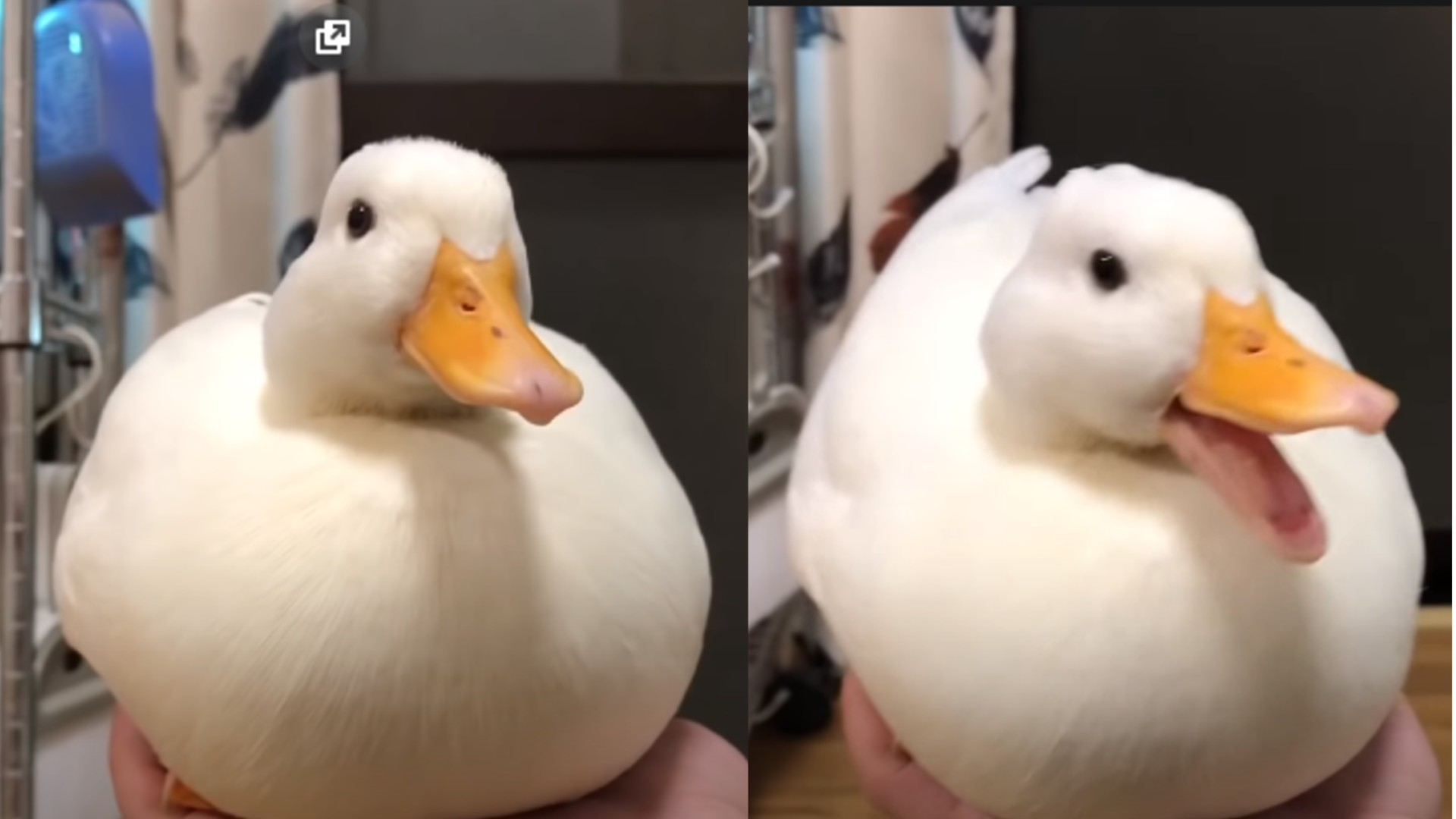 High Quality Duck happy Blank Meme Template
