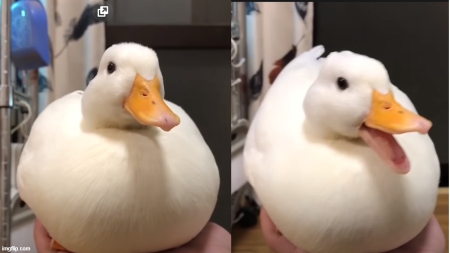 Duck happy | image tagged in duck happy,duck | made w/ Imgflip meme maker