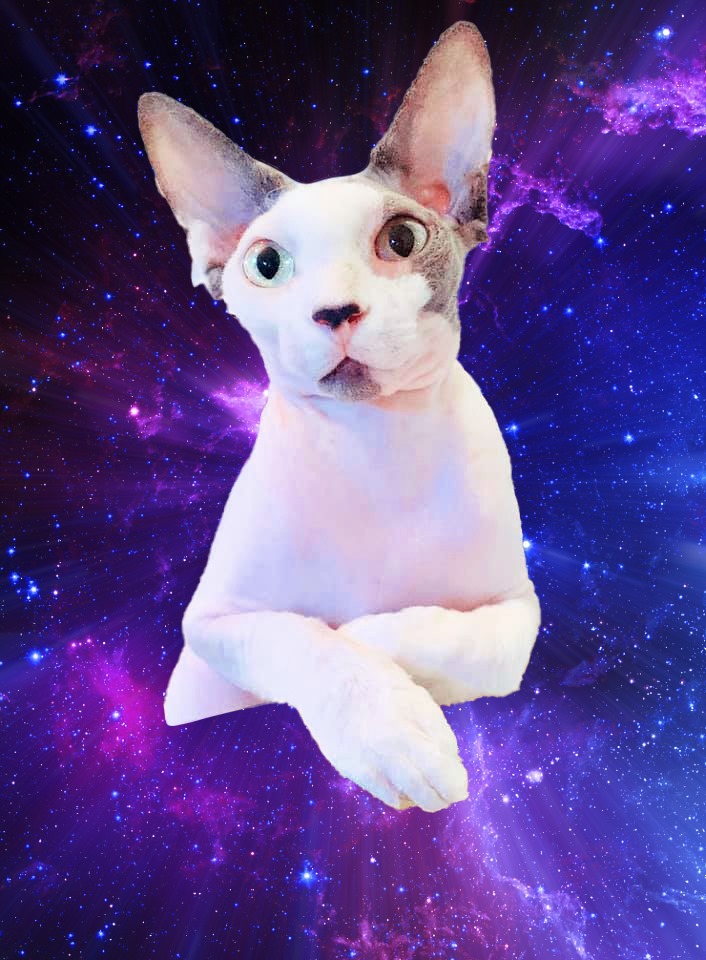 High Quality space time galaxy cat Blank Meme Template