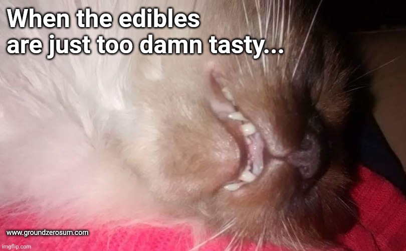 High | When the edibles are just too damn tasty... www.groundzerosum.com | image tagged in funny cats | made w/ Imgflip meme maker
