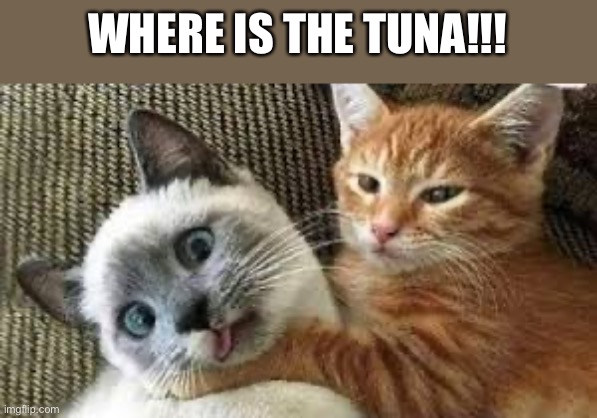 Oh you are home early | WHERE IS THE TUNA!!! | image tagged in cats,fighting,oh your home early | made w/ Imgflip meme maker