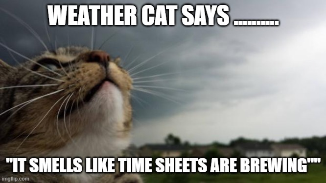 Weather Cat | WEATHER CAT SAYS .......... "IT SMELLS LIKE TIME SHEETS ARE BREWING"" | image tagged in weather cat | made w/ Imgflip meme maker