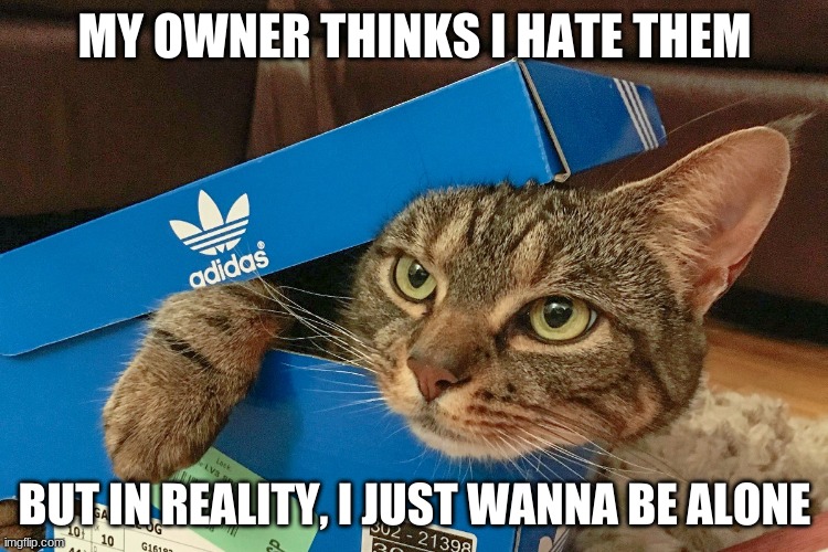 cats just wanna be alone sometime's | MY OWNER THINKS I HATE THEM; BUT IN REALITY, I JUST WANNA BE ALONE | image tagged in cats,alone | made w/ Imgflip meme maker