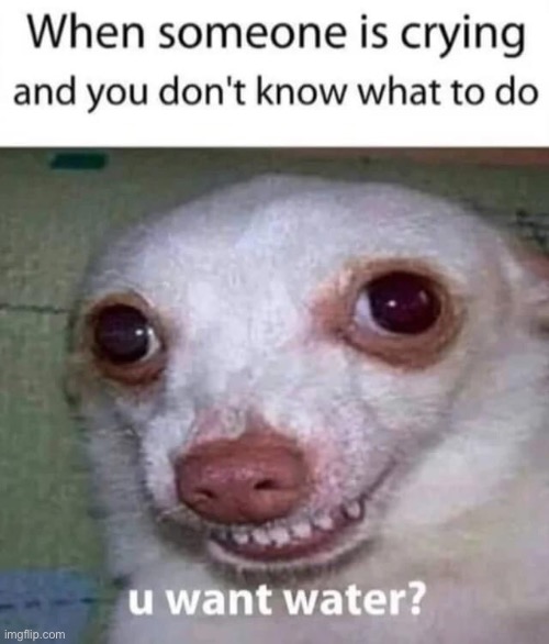 I want water? | image tagged in dogs,chihuahua,water,memes | made w/ Imgflip meme maker