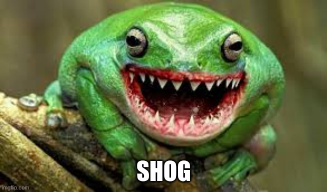 SHOG | image tagged in frog,shark | made w/ Imgflip meme maker