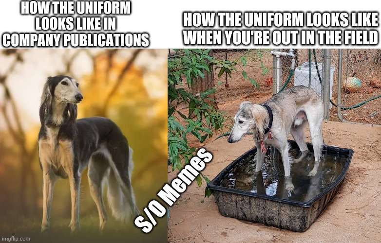 Dramatic saluki | HOW THE UNIFORM LOOKS LIKE IN COMPANY PUBLICATIONS; HOW THE UNIFORM LOOKS LIKE WHEN YOU'RE OUT IN THE FIELD; S/O Memes | image tagged in uniform | made w/ Imgflip meme maker