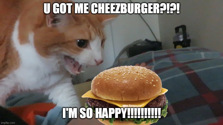 i can haz cheezburger? | U GOT ME CHEEZBURGER?!?! I'M SO HAPPY!!!!!!!!!! | image tagged in cat meme | made w/ Imgflip meme maker