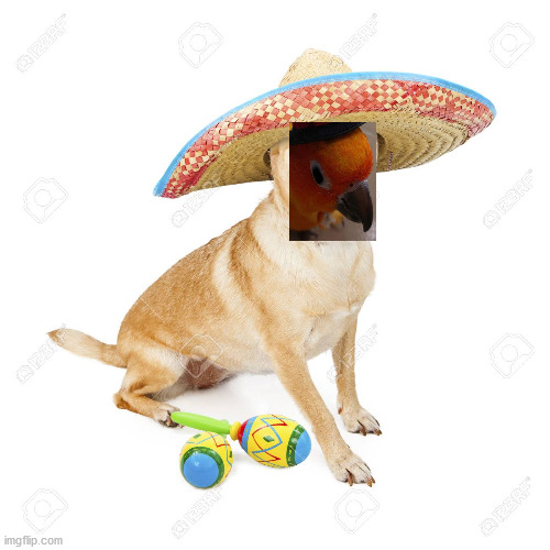 DOG IN A SOMBRERO | image tagged in dog in a sombrero | made w/ Imgflip meme maker